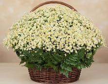 Цветочная композиция из Ромашки в корзине #REPLACE_PRED# Куйтун