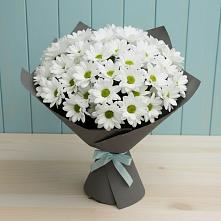 Букет цветов из:  Хризантемы #REPLACE_PRED# Куйтун