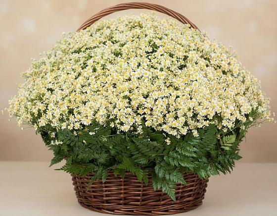 Цветочная композиция из Ромашки в корзине в Куйтун